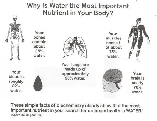 Your Body's Water Diagram