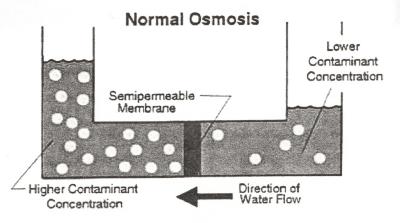Normal Osmosis